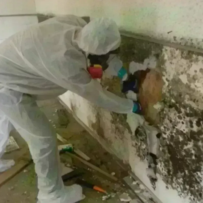 Mold Remediation and Removal in Sangaree, SC